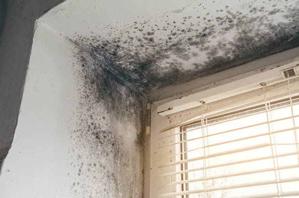 Affordable Crawl Space Mold Removal solutions in Concord, VA